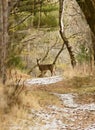 Artistic Illustration Alert Whitetail Deer Standing in Quiet Winter Forest Royalty Free Stock Photo