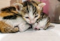 Pair of Abandoned Kittens Rescued and Cared for Royalty Free Stock Photo
