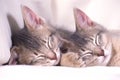 Pair of Abyssinian kittens snuggled up and sleeping Royalty Free Stock Photo