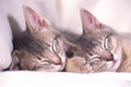 Pair of Abyssinian kittens snuggled up and sleeping