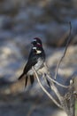 Pair of acorn woodpeckers with both heads turned Royalty Free Stock Photo