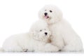 Pair of adorable bichon frise puppy dogs