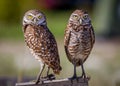 Pair of adorable borrowing owls