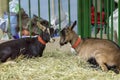 Pair of adorable brown goats in inside a farm on the floor with hay