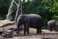 Pair of adorable elephant walking in zoological garden