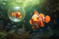 A_pair_of_adorable_orange_clownfish_or_clown_3