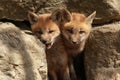 Red Fox Baby Kit at Den Site Royalty Free Stock Photo