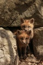 Red Fox Baby Kit at Den Site Royalty Free Stock Photo