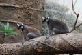 Pair of Adorable Ring Tailed Lemurs Sitting Together on a Tree Royalty Free Stock Photo