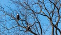 pair of adult bald eagles Royalty Free Stock Photo
