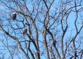 pair of adult bald eagles perched in tree Royalty Free Stock Photo