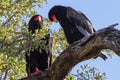Pair of adult Bateleur Eagles Terathopius ecaudatus perched together in a tree in Kruger Royalty Free Stock Photo