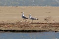 A pair of adult Caspian Gulls, Larus cachinnans. Royalty Free Stock Photo