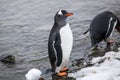 Pair of adult Gentoo Penguin walking along the beach, Antarctica Royalty Free Stock Photo