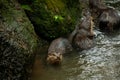 A pair of adult giant river otters Pteronura brasiliensis Royalty Free Stock Photo