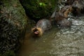 A pair of adult giant river otters Pteronura brasiliensis Royalty Free Stock Photo