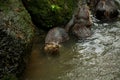 A pair of adult giant river otters Pteronura brasiliensis Royalty Free Stock Photo