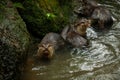 A pair of adult giant river otters Pteronura brasiliensis Royalty Free Stock Photo