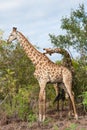 Pair of adult giraffes with one bending his neck sideways looking funny and crazy