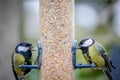 A pair of Great Tits (Parus major) eating seed on a domestic bird feeder Royalty Free Stock Photo