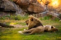 Pair adult Lions playing in zoological garden