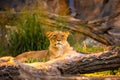 Pair adult Lions playing in zoological garden