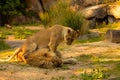 Pair adult Lions playing in zoological garden