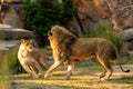 Pair adult Lions playing in zoological garden