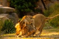 Pair adult Lions playing in zoological garden