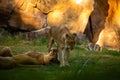 Pair adult Lions playing in zoological garden