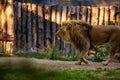 Pair adult Lions playing in zoological garden