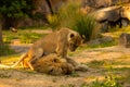Pair adult Lions playing in zoological garden