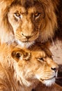 Pair of adult Lions. PredatorÃÂ´s love and care Royalty Free Stock Photo