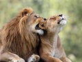 Pair of adult Lions in zoological garden