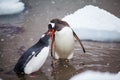 Pair of adult lovely Gentoo Penguin in the water, Antarctica