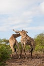 Pair of adult male giraffes fighting for dominance