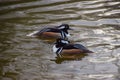 A pair of adult male hooded mergansers in a lake Royalty Free Stock Photo