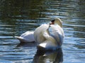 Pair of adult mute swans are fall in love.