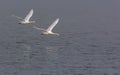 Pair of adult Mute swans flies in sync over foggy grey waters in autumn season Royalty Free Stock Photo