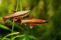 Pair of adult pencilfish, pet in biotope design, dim light with brown tannin stained water, ornamental blackwater fish