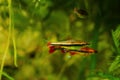 Adult pencilfish play, pet in biotope design, dim light with brown tannin stained water, ornamental blackwater fish Royalty Free Stock Photo