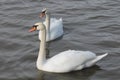 Pair of adult white mute swans Cygnus olor afloat Royalty Free Stock Photo