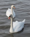 Pair of adult white mute swans Cygnus olor afloat Royalty Free Stock Photo