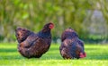 Pair of adult Wyandotte hens seen feeding from grains thrown onto a lawn.