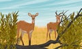 Pair of African antelope cob in the savannah with tall dry grass and shrubs.