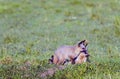 Pair of African Bat Eared Foxes Royalty Free Stock Photo