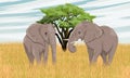 Pair of African Bush Elephants in the savannah with tall dry grass and acacias