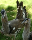 A Pair of African Bustards Royalty Free Stock Photo