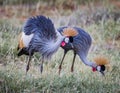 Pair of African Crown Cranes with bright orange headdresses, walk through grasses in Kenya