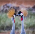 Pair of African crown cranes communicating in the wilds of Kenya Royalty Free Stock Photo